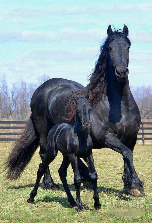 Friesian Horses